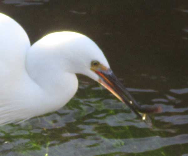 The head of a white bird 