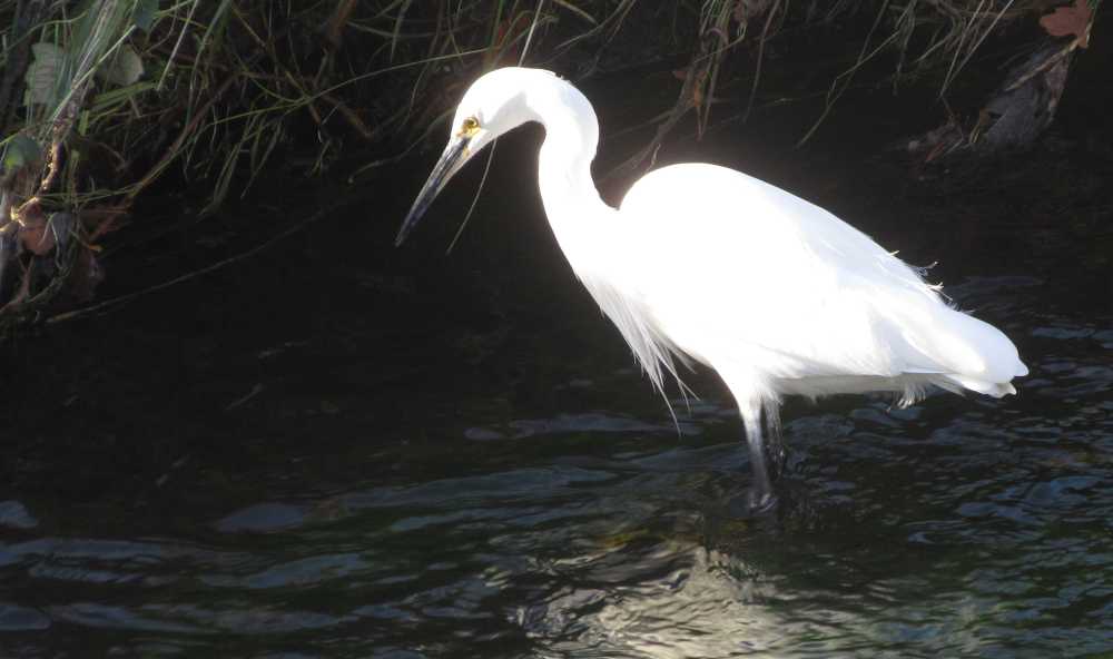 A white bird with a long neck and a long pointed black beak, looking at the water