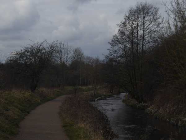 The head of a white bird 