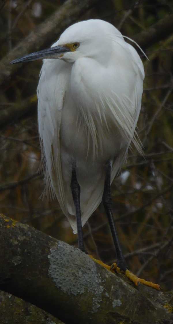 The head of a white bird 