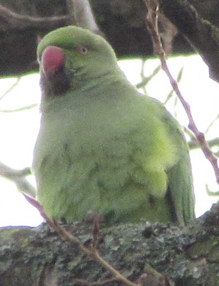 A green bird with a hooked, red beak on a thick horizontal tree branch
