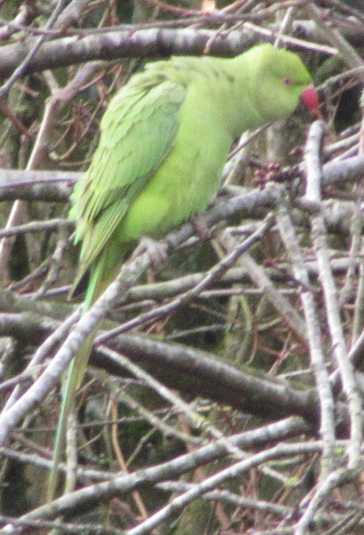 A green bird with a red beak perched on a twig, head bent forwards