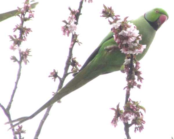 A green bird with a hooked, red beak on a tree with pink blossom