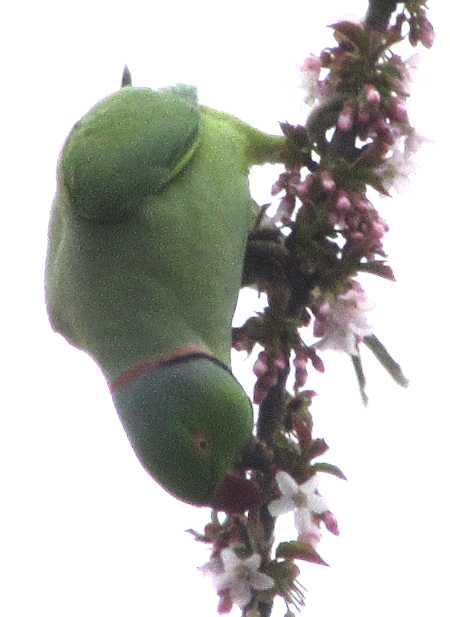 A green bird with a hooked, red beak on a vertical branch with pink blossom